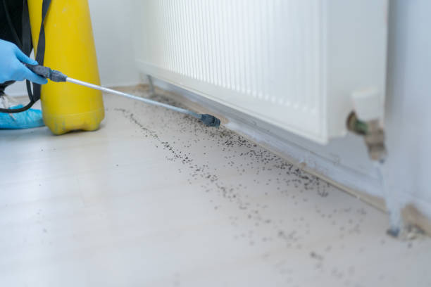 Best Insect Control  in Algona, IA